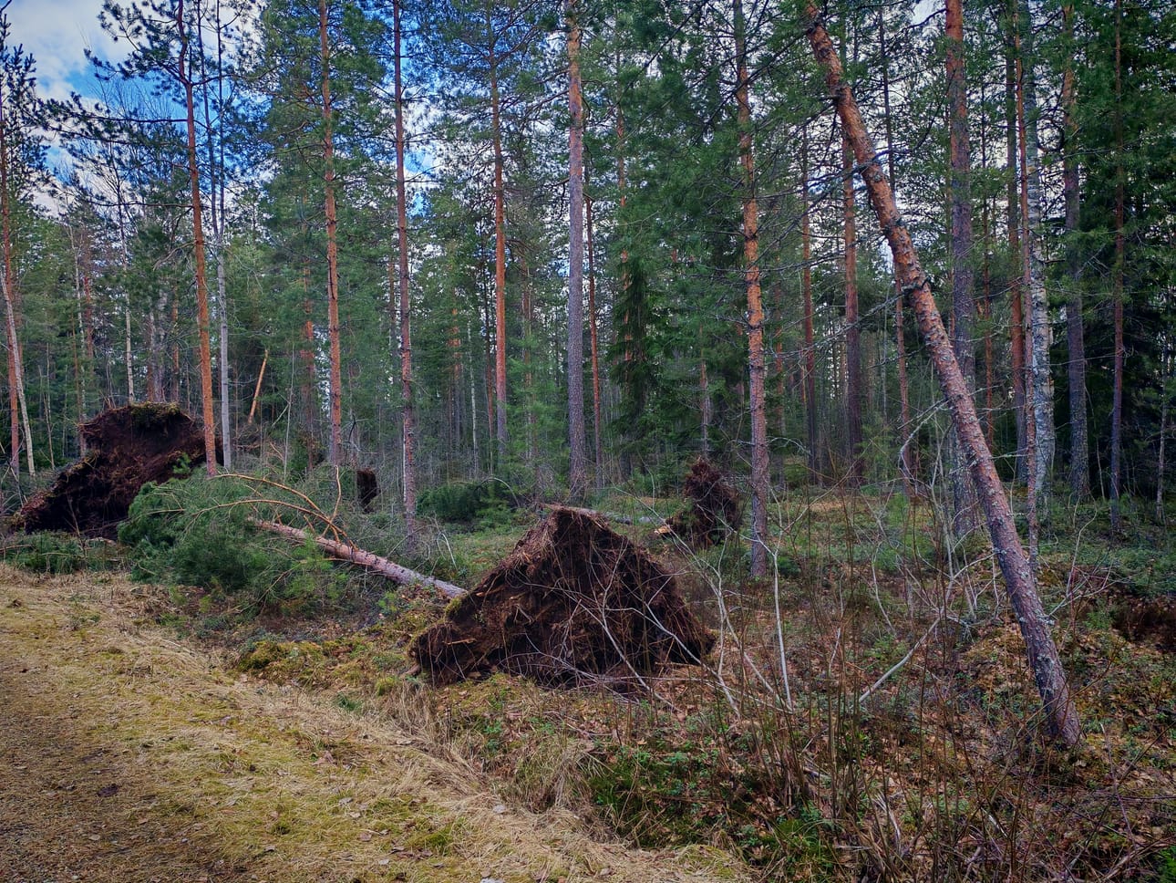 Hannes-myrskyn kaatamia puita Etelä-Pohjanmaalla. Myrsky aiheutti metsätuhoja eniten Länsi-Suomessa.