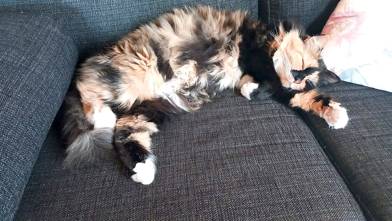 Elviira-kissa tietää, että päiväunet ovat useimmiten enemmän kuin paikallaan.