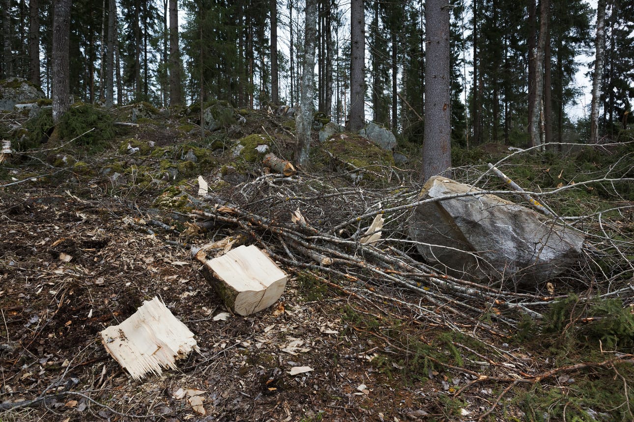 Metsä Groupin kaavailemat tehtaat tarkoittaisivat lisähakkuita Suomen metsiin. Arkistokuva.