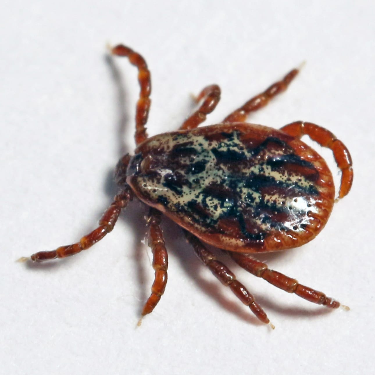 Dermacentor reticulatus -puutiaisen erottaa parhaiten sen kirjavasta selkäkilvestä.