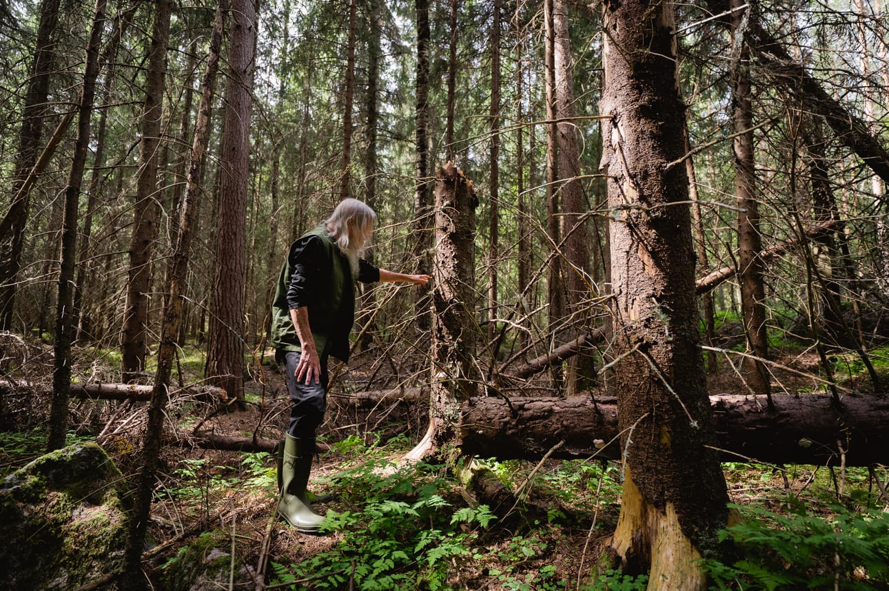 Metsässä kulkiessa pitää pysähtyä ihastelemaan lahopuita ja nättiä sammalpeitettä kivellä.