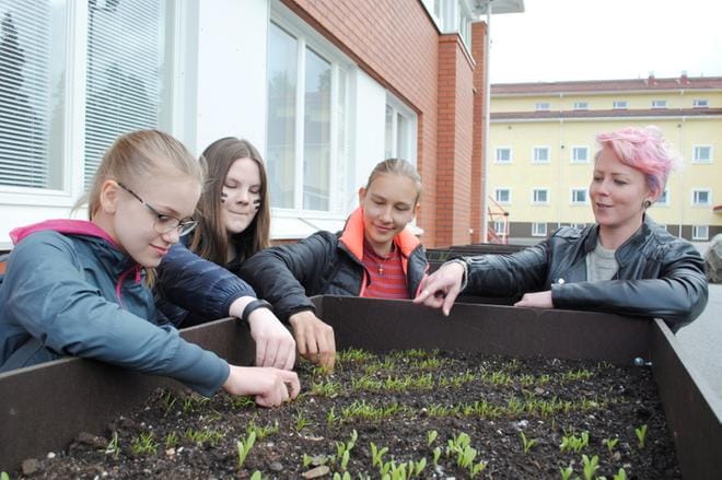 Oona Nieminen, Venla Rauhala, Lotta Lamminmäki ja lehtori Riina Aarrekorpi huomasivat, että kasvilaatikon tillirivit kaipasivat jo harvennusta. KUVA: EEVA-LIISA KULJU