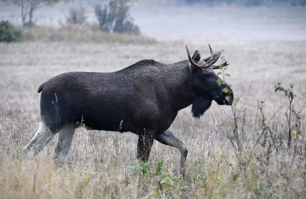 Yhdellä pyyntiluvalla saa kaataa yhden aikuisen hirven tai kaksi vasaa, ellei lupaehdoissa ole muuta mainintaa. LEHTIKUVA / Jussi Nukari