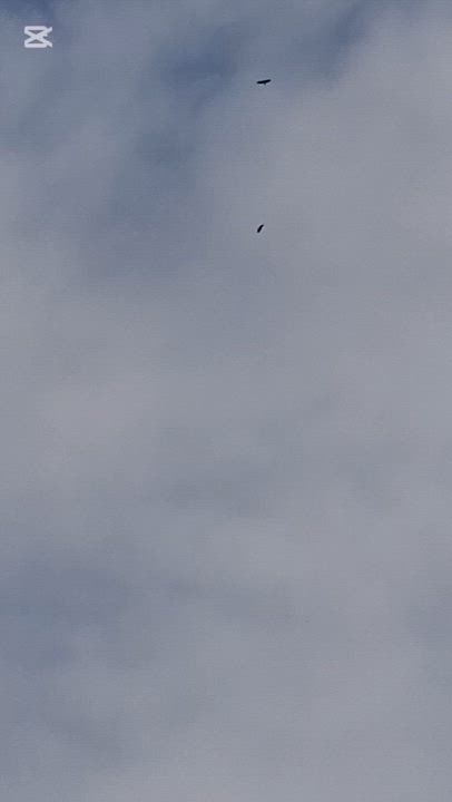 Pulivälinkankaalla kaksi merikotkaa