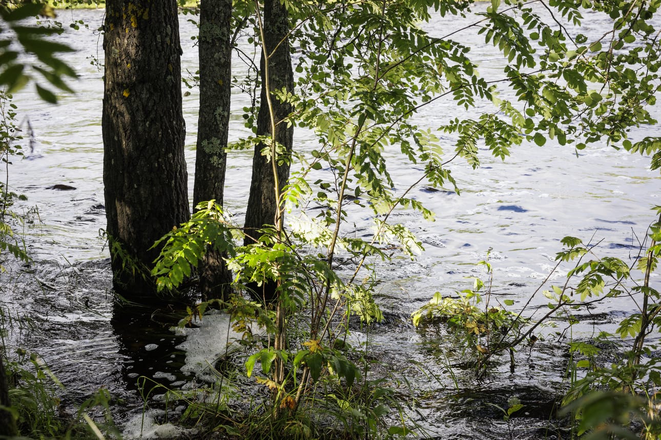 Poikkeuksellinen kesätulva koettelee Pohjois-Pohjanmaata. Kuvassa Kiiminkijoen vedenpinta on tavallista korkeammalla.