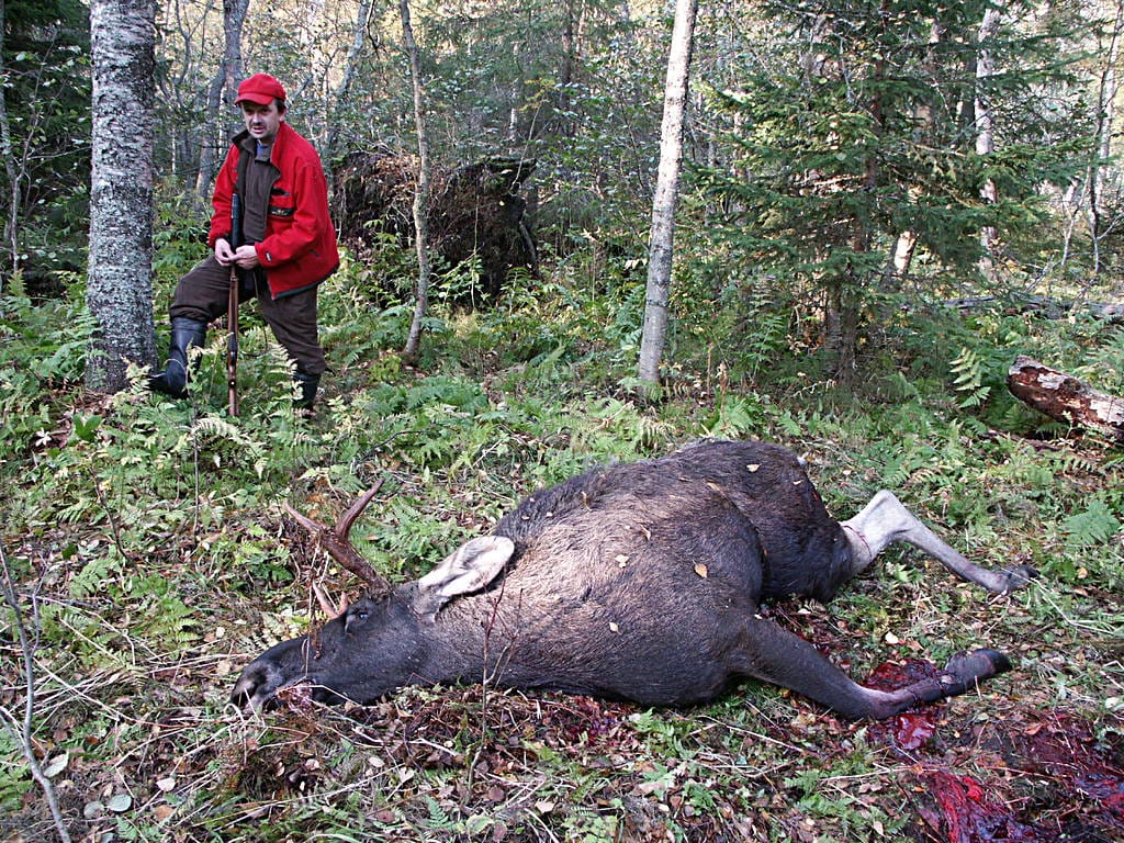 Hirvilupia saatetaan myöntää ensi vuonna entistä vähemmän.