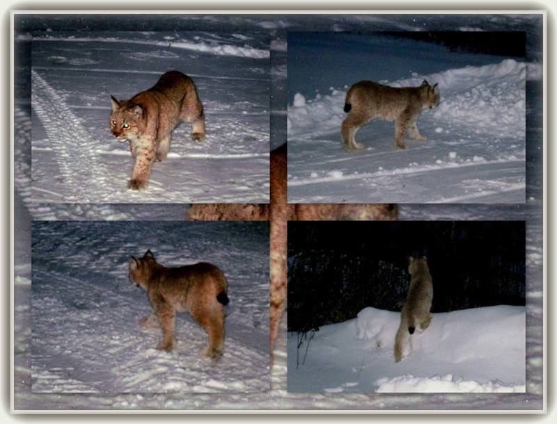 Ilves ilmestyi talon pihaan aamuhämärässä