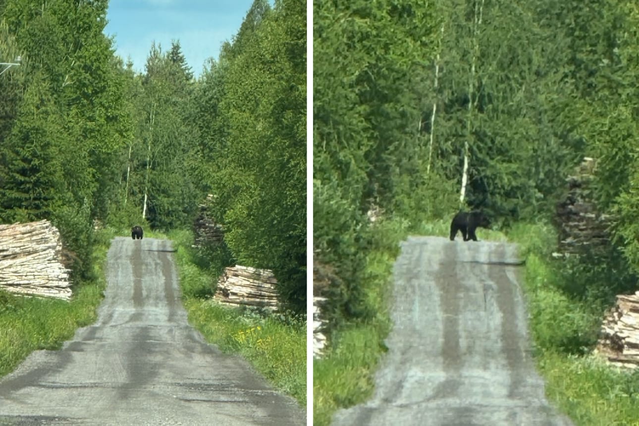 Pyry Niemisen ja karhun reitit kohtasivat Mobergintiellä Maalahdessa.