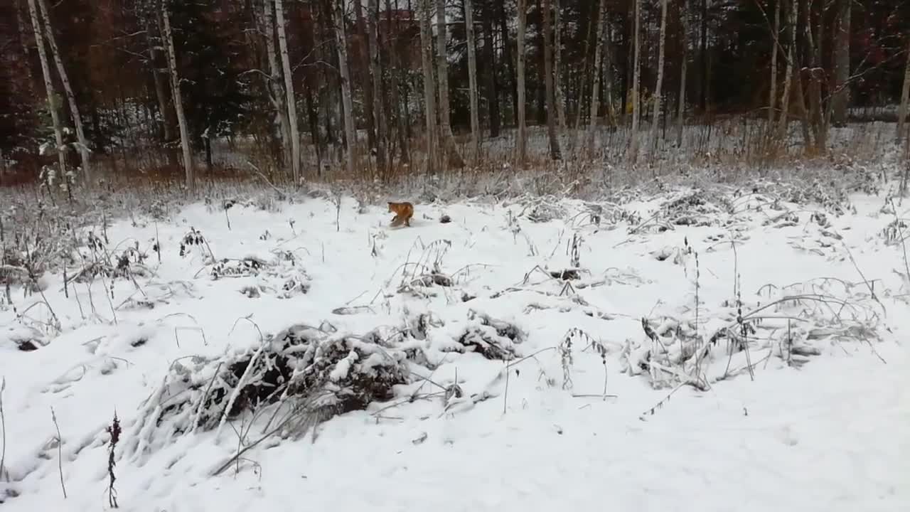 Kumman kesy kettu haeskelee syötävää