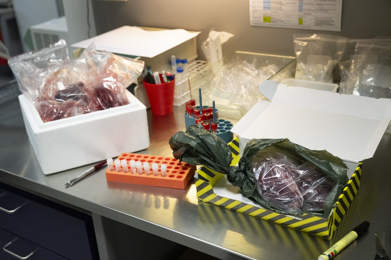Ruokavirastoon saapuneita näytteitä, myös villisikaa, Ruokaviraston turvalaboratoriossa Helsingissä syyskuun alussa. Laboratoriassa käsiteltiin afrikkalaisen sikaruton näytteitä.
