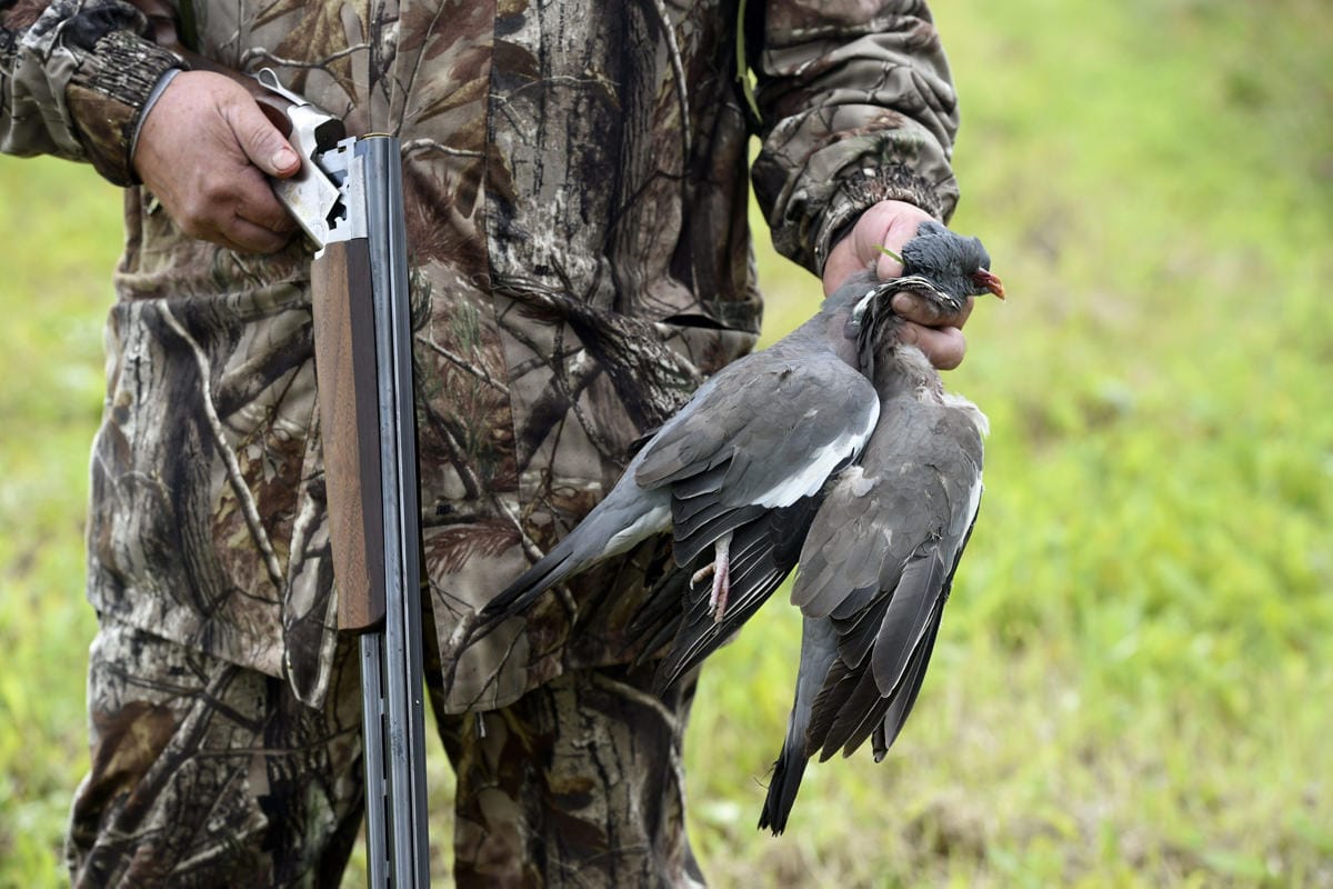 Sepelkyyhkyn metsästyskausi jatkuu lokakuun loppuun saakka. LEHTIKUVA / JUSSI NUKARI