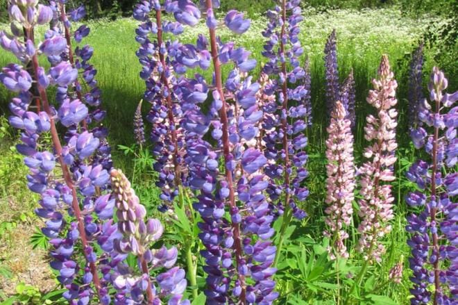 Lupiini on haitallinen vieraslaji, joka valtaa alaa muilta kasveilta ja yksipuolistaa pölyttäjähyönteisten ravintokasvien määrää. KUVA: Terhi Ryttäri