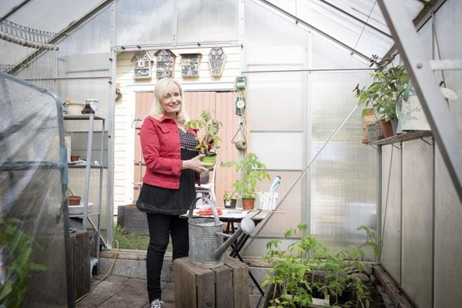 Kaupan tomaatit eivät maistu samalta kuin itse kasvatetut. "Kun on kerran maistanut itse kasvattamaansa tomaattia, tietää. On kuin kyse olisi kokonaan eri hedelmästä", Sonja Lumme sanoo. KUVA: MEERI UTTI