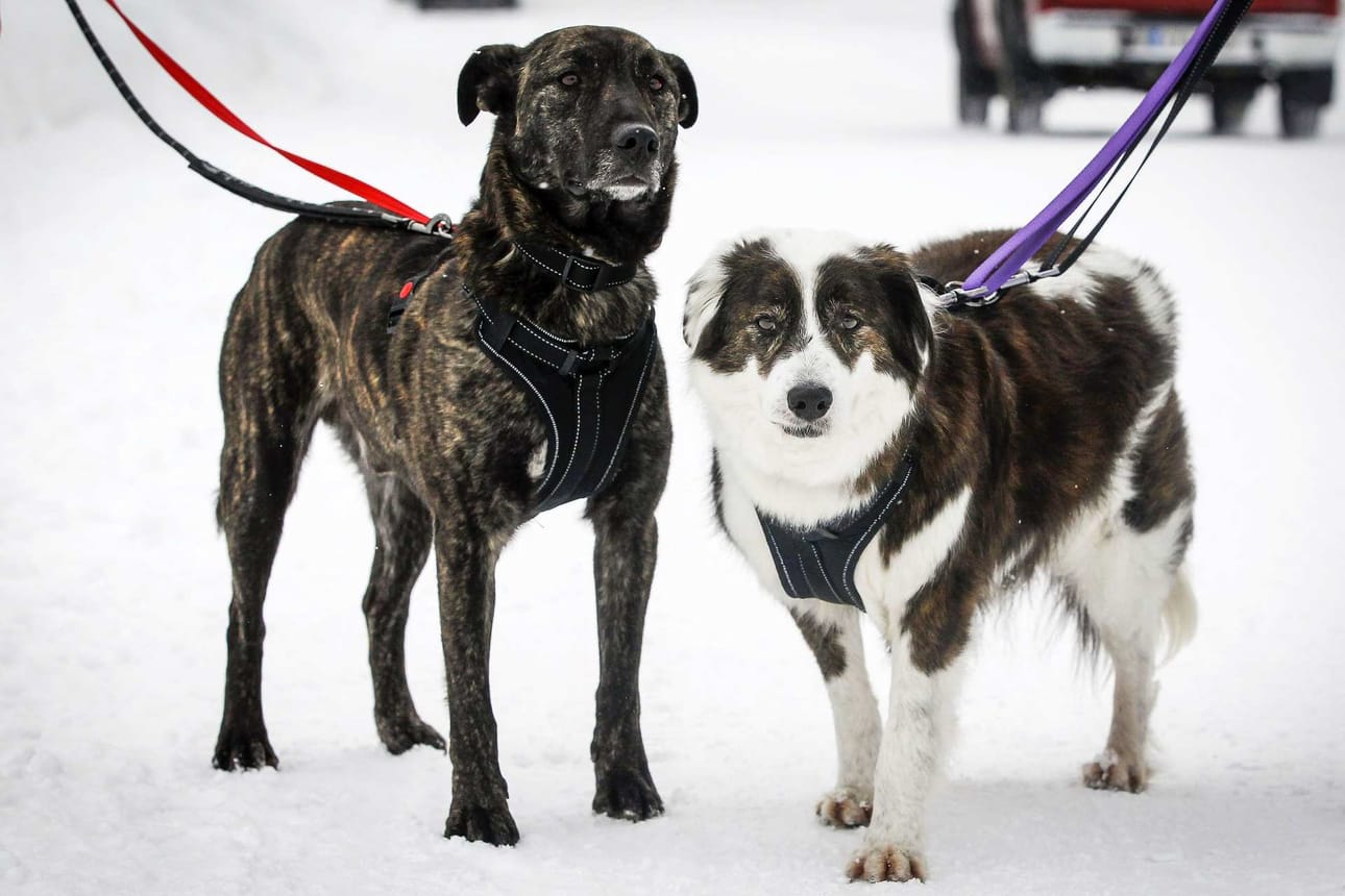 Redi (vas.) ja Nero ovat tutustuneet Rovaniemellä uuteen elementtiin, lumeen.