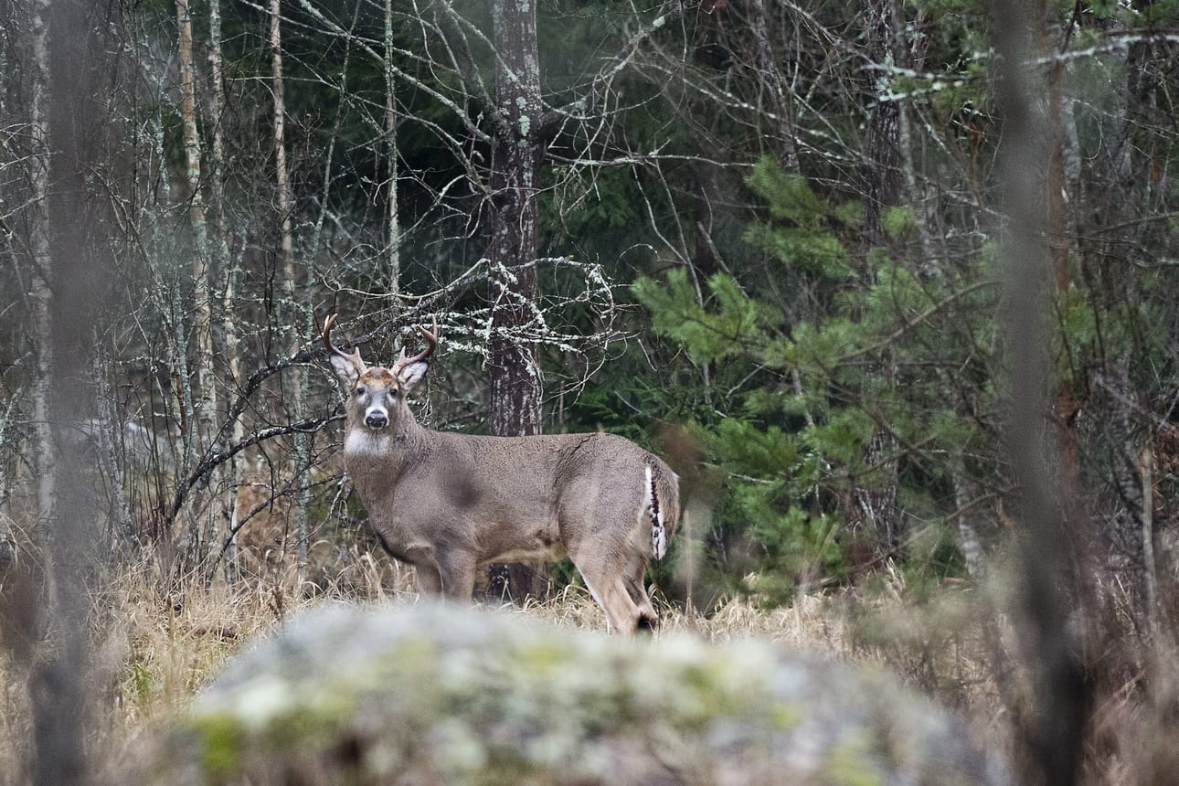 Suomessa ei ole vielä tutkittu koronavirustartuntoja valkohäntäpeuroissa. Ainakaan toistaiseksi ei kuitenkaan ole tiedossa mitään sellaista, jonka perusteella tartuntoja ei voisi pitää mahdollisena myös meillä. Arkistokuva.