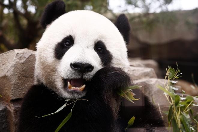 Tämä jättiläispanda, uros nimeltään Le Bao, täyttää huhtikuussa viisi vuotta. Le Bao asuu Yonginin eläinpuistossa Etelä-Koreassa. Le Baon sekä tätä vuotta nuoremman Ai Bao -naaraan saapumisesta Etelä-Koreaan sovittiin vuonna 2014 Kiinan presidentti Xi Jinpingin valtiovierailun yhteydessä. Kuva: EPA / Jeon Heon-Kyun