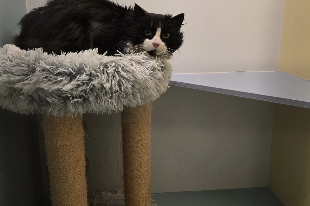 Yli-iiläinen Gille-kissa löysi kotiin yhdeksän vuoden reissun jälkeen