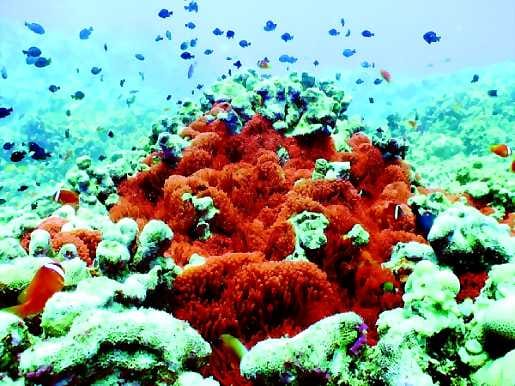 Väriloistoa veden alla. Syvänmeren korallit ovat sukeltajien ulottumattomissa, mutta Fiji-saarten vesillä pääsee ihailemaan korallien kauneutta matalissa vesissä.