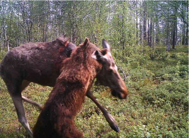 Hirvelle kävi huonosti tässä karhun hyökkäyksessä.