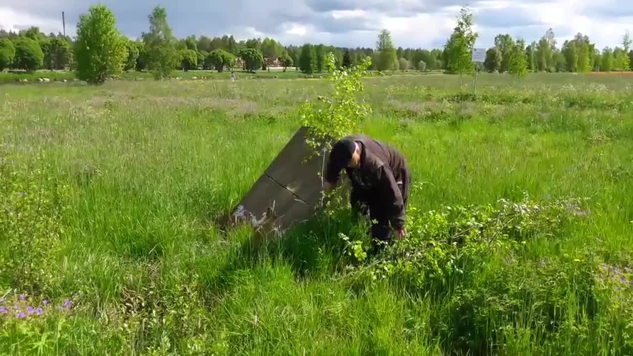 Juhannus alkaa koivuista