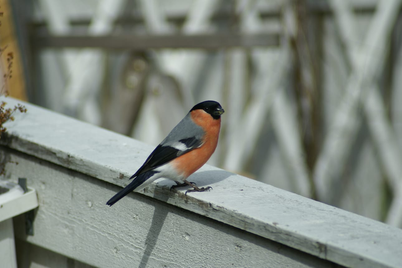Punatulkku vierailee talvisin pihapiireissä, mutta kesällä se asuu uskollisesti kuusimetsissä.