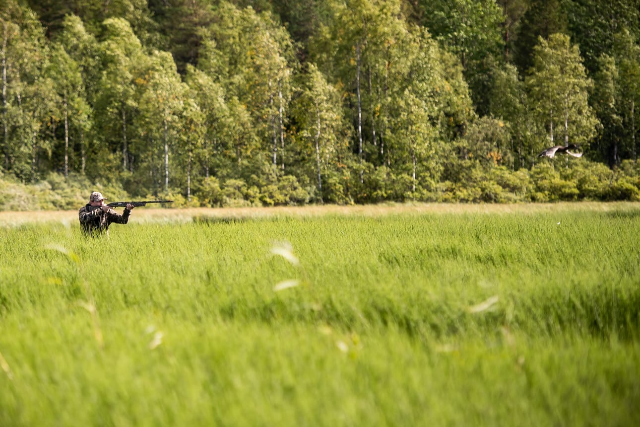 Ilkka Puumala tähtää juuri noussutta lintua Kuusamojärvellä, Teiliniemen nokassa. Kuva hämää sillä lintu on hetkessä liian kaukana. Puumala ei laukaise asetta. Vain savolaiset metsästäjät saattaisivat tunnistaa linnun lajiksi kaukanan.