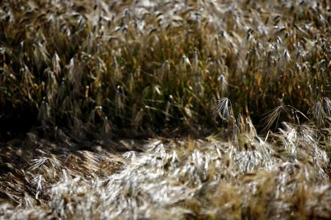 Viljojen tuleentuminen on Suomessa venynyt kylmän kesän seurauksena pitkälle syksyyn. Viime viikkoina märkyys on haitannut pahasti sadonkorjuuta. KUVA: Tomi Kosonen