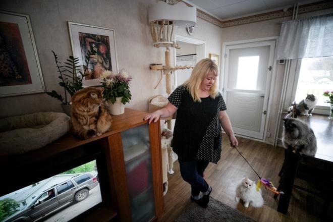 Tiina Kajorannan ja Pasi Urpiolan kodissa eivät kissat ole pääosassa. – Tämä on ihmisten koti, jossa asuu kissoja, emäntä sanoo. Rikastumaan ei pennuilla pääse, mutta rakkaan harrastuksen ne takaavat. Sveitsiläinen Kurre tarkkailee kaapin päältä, Nanna on leikkituulella, pöydällä vahtivat Rusina ja Herra Jantunen Puolasta. KUVAT: JAAKKO ELENIUS
