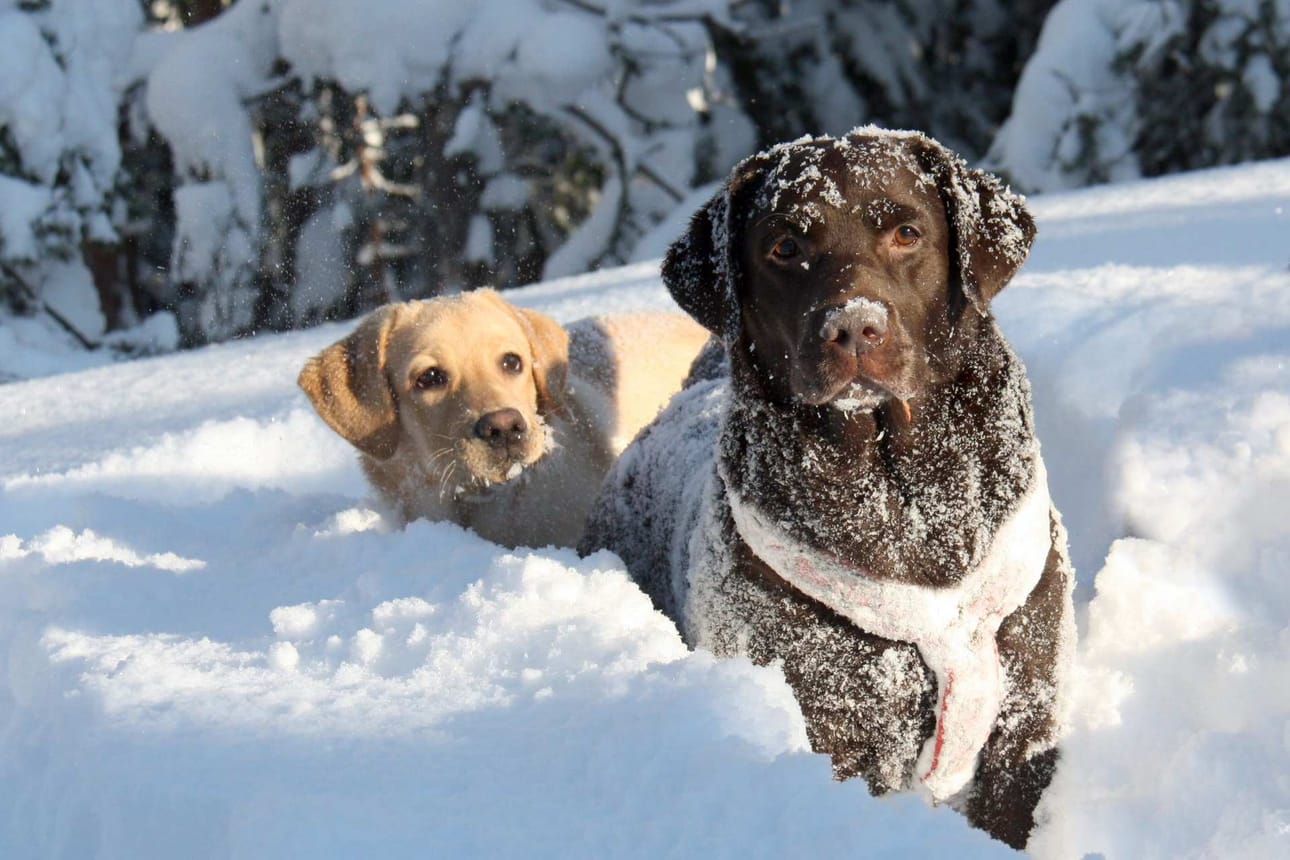 Labradorinnoutaja on Suomen ylivoimaisesti suosituin rotu. Niitä rekisteröitiin viime vuonna 2125.