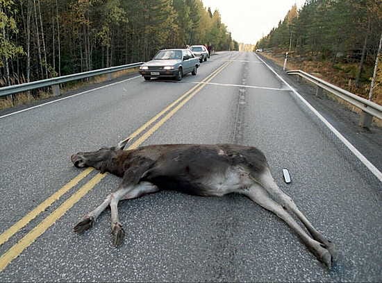 Valtio ei enää korvaa hirvieläinkolarien vahinkoja.