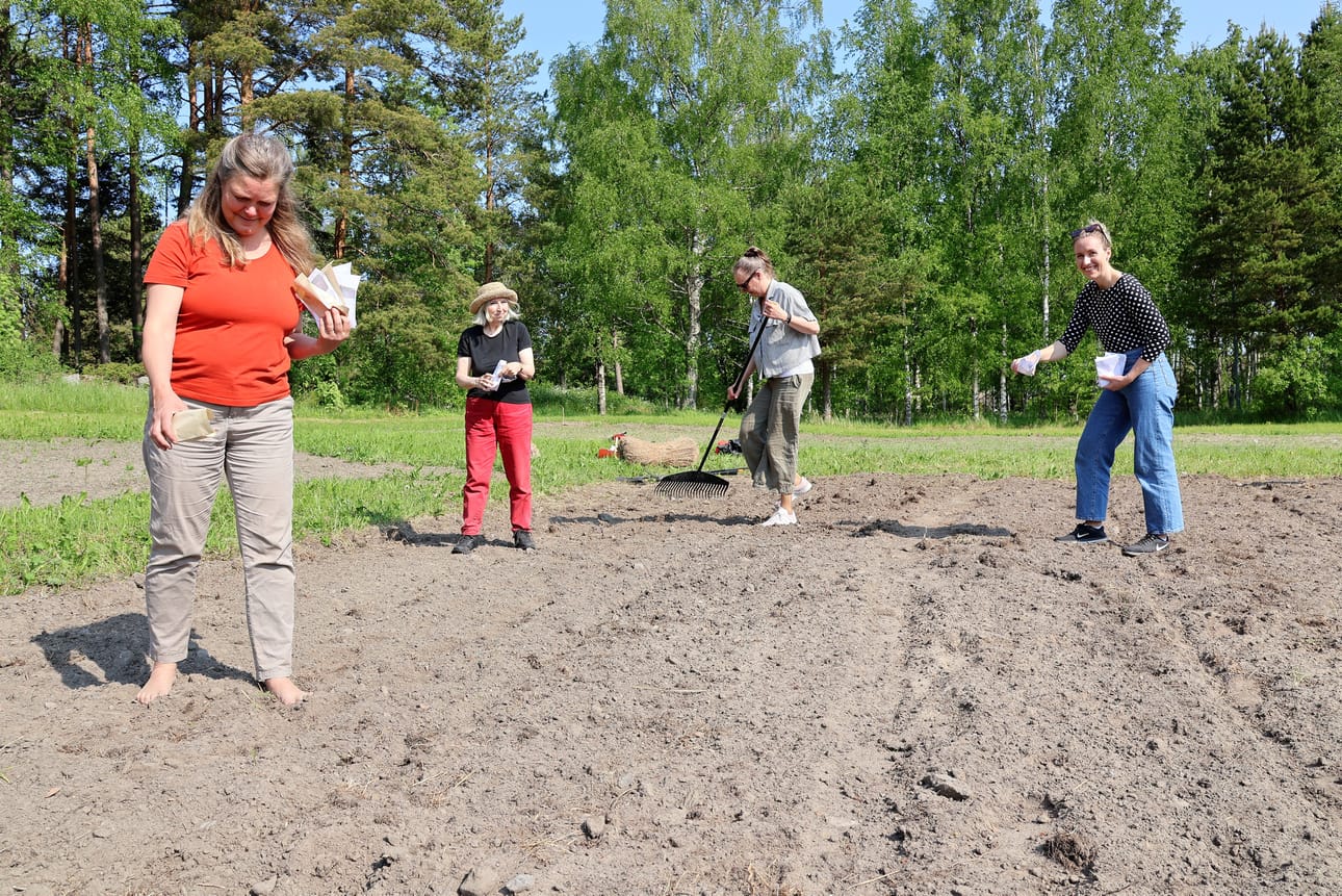 Hamppua kylvämässä rehtori Annette Norrgrann (vas.), käsityönopettaja Helbe Pajari, kurssisuunnittelija Päivi Tuomisto ja kurssisihteeri Alexandra Teir.