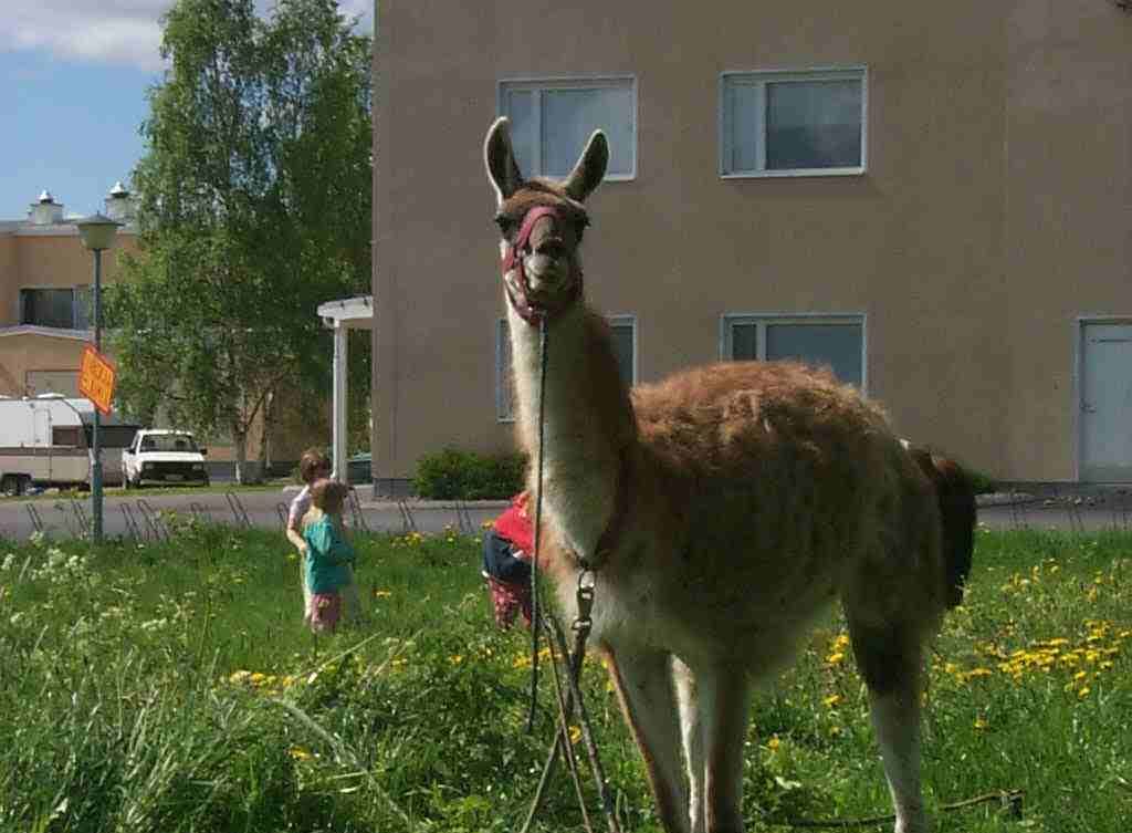 Laama kuuluu kamelieläimiin.