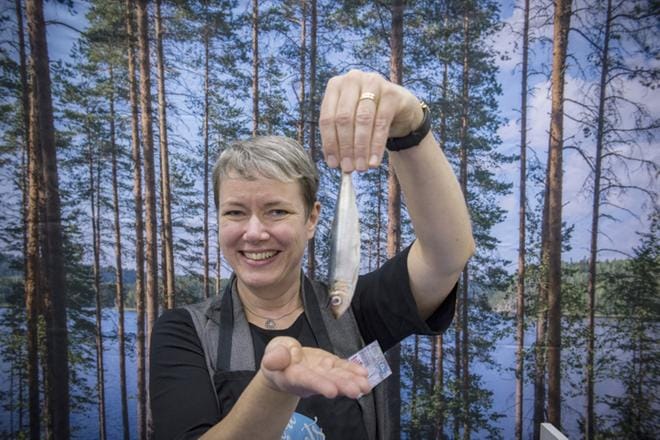 VTT:n erikoistutkija Kaisu Honkapään mukaan silakka on turhaan aliarvostettu ruokakala. KUVA: Ari-Matti Ruuska