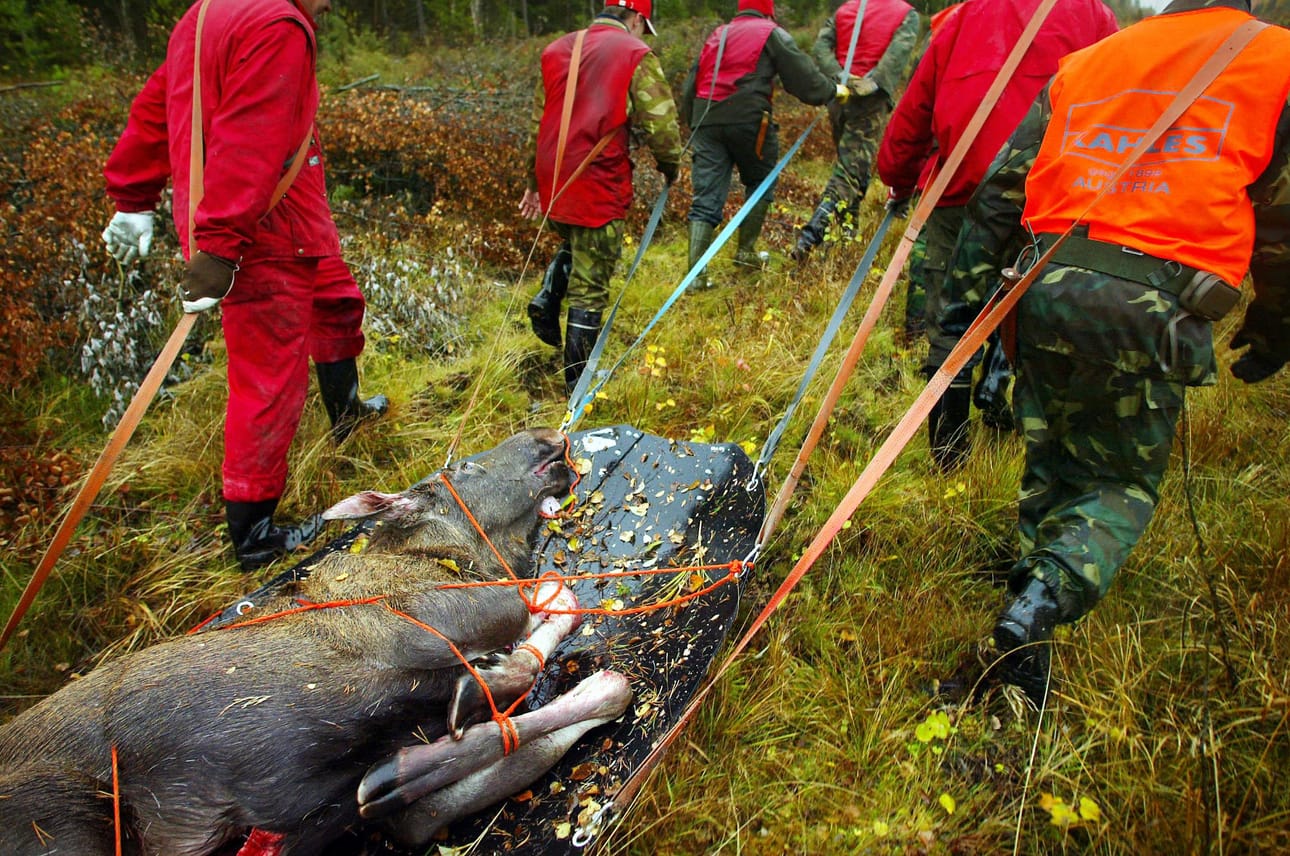 Hirvien metsästys alkaa syyskuun viimeisenä viikonloppuna ja jatkuu vuodenvaihteeseen asti.