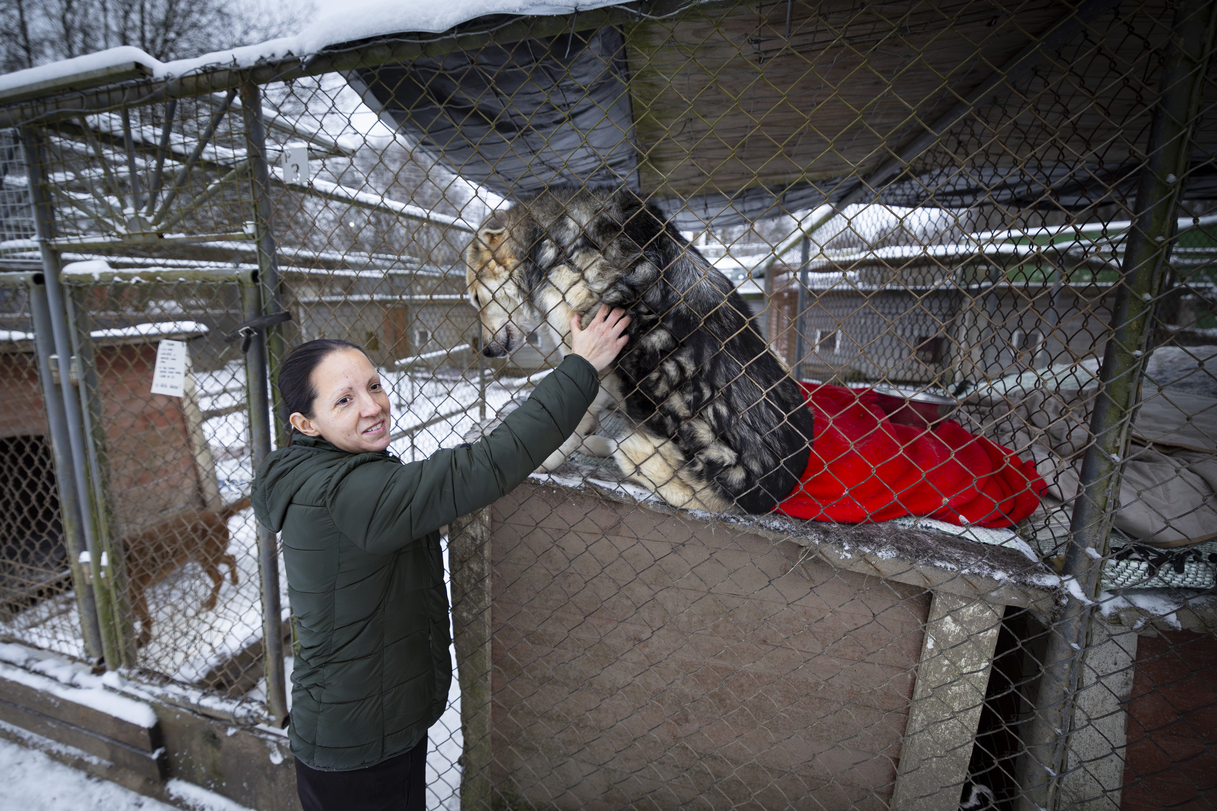 " Olen ollut kovan paineen alla" – Koiratarha Kulkuri selätti kriisin