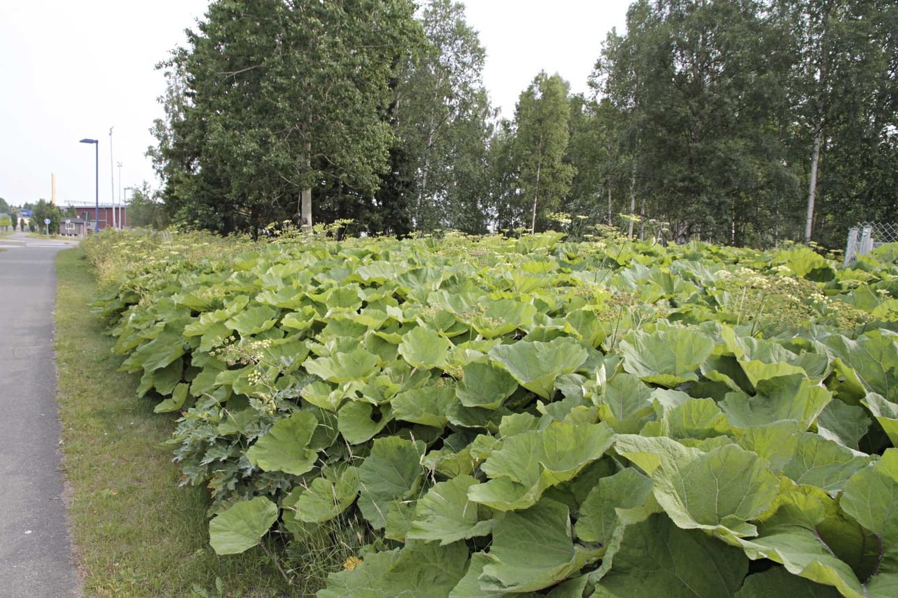 Valtava ruttojuurikasvusto on levinnyt aivan pyörätien varteen Karjalahdenkadulla Kemissä, lähellä Prismaa.