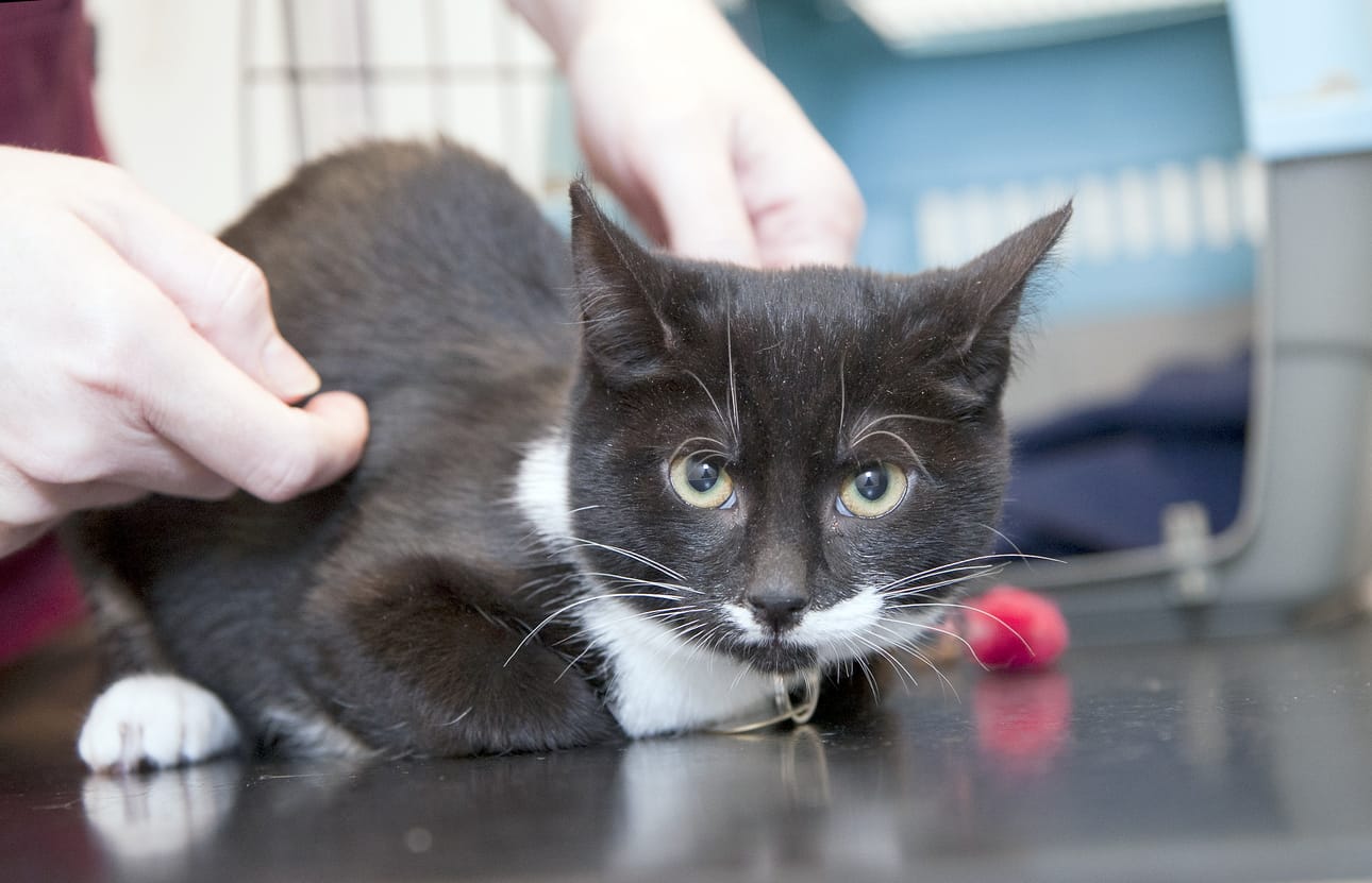 Koronavirus on aiheuttanut lemmikeissä, lähinnä kissoissa, vain vähäisiä oireita, mutta brittimuunnos saattaa muuttaa tilanteen. Arkistokuva.