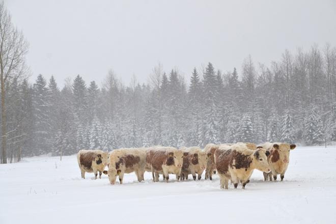Terveitä, omapäisiä, voimakkaita, persoonallisia, helpot poikimiset, selviytyvät kaikesta. Suomalainen sisu on Suomen alkuperäkarjan tunnusomaisin piirre. Kuva on otettu Soinin Iiroon tilalla 30.1.2020 kello 12.14 aikaan. KUVA: leenavalkeus.com