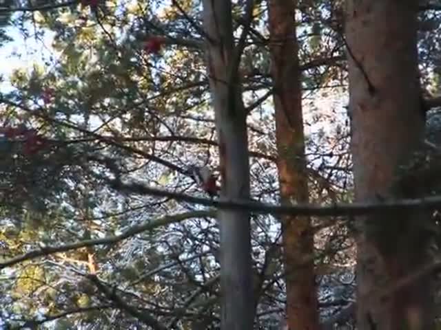 Käpytikan työpaja