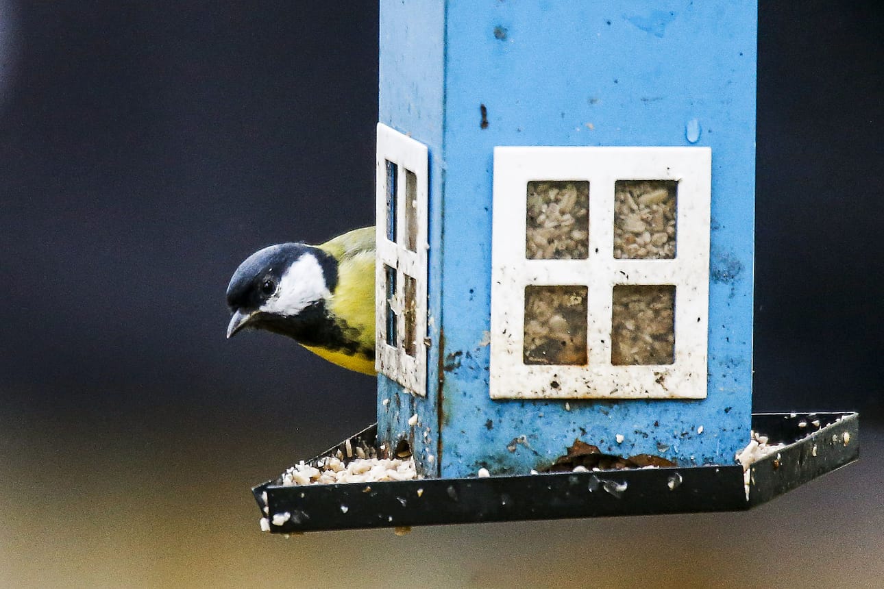Birdlifen pihabongaus alkaa taas tammikuussa.