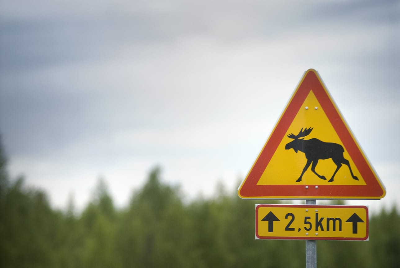 Liikenneturva hoksauttaa, että hirvikolarien riski kasvaa loppukeväällä. – Loppukevään kolaririskiä kasvattavat emojensa karkottamat ylivuotiset vasat, jotka tottumattomina liikkumaan yksin voivat ”toikkaroida miten sattuu”, Liikenneturva varoittaa tiedotteessaan.