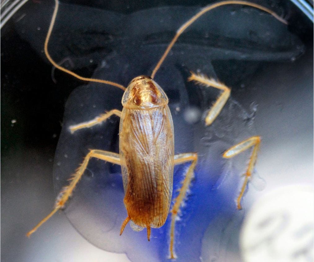 Russakka kuvattuna Oulun yliopiston eläinmuseon kokoelmista.