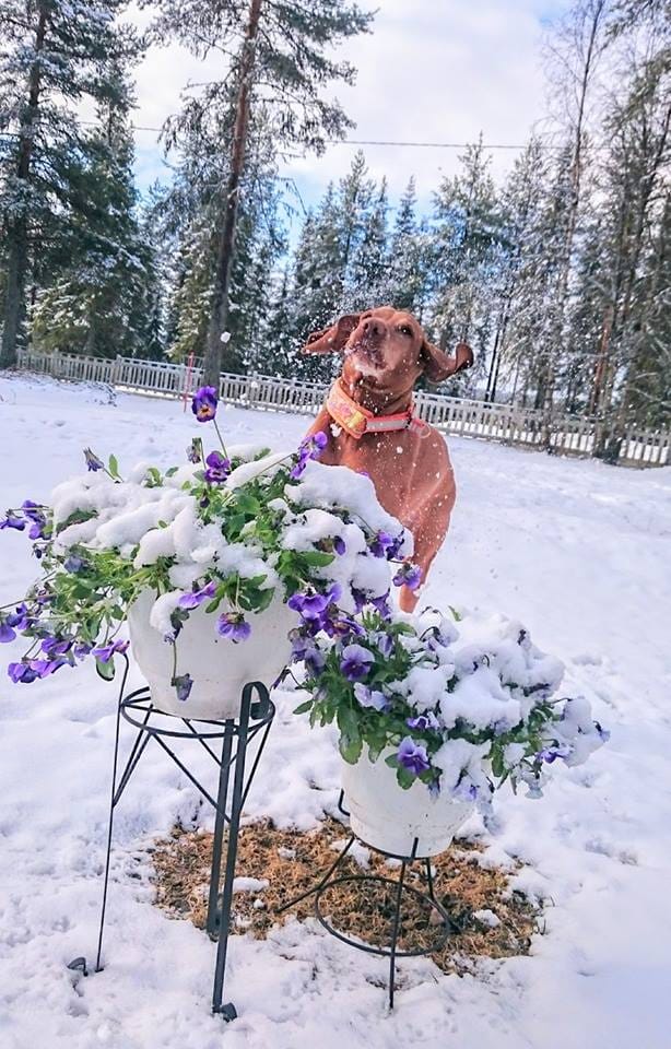 Anu Karjalaisen istutukset ja kesästä nauttiva unkarinvizsla.