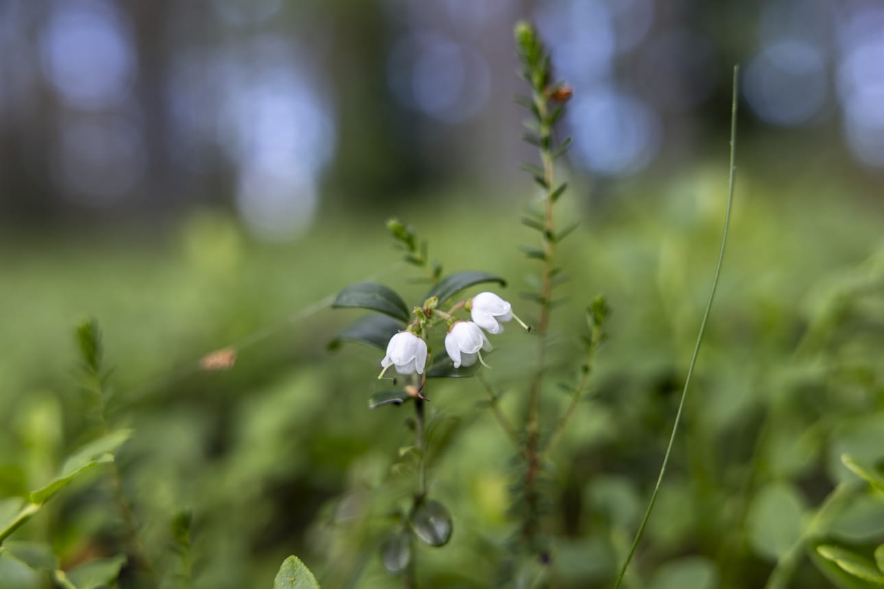 Puolukan kukinta on tänä kesänä tavanomaisella tasolla.