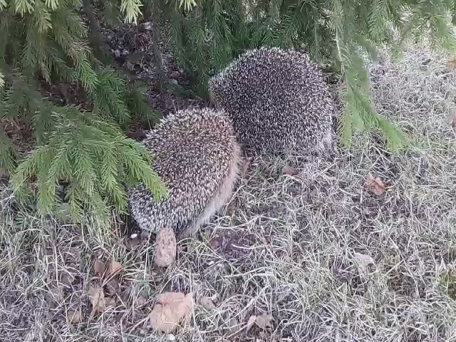 Siilipariskunta tuhisemassa