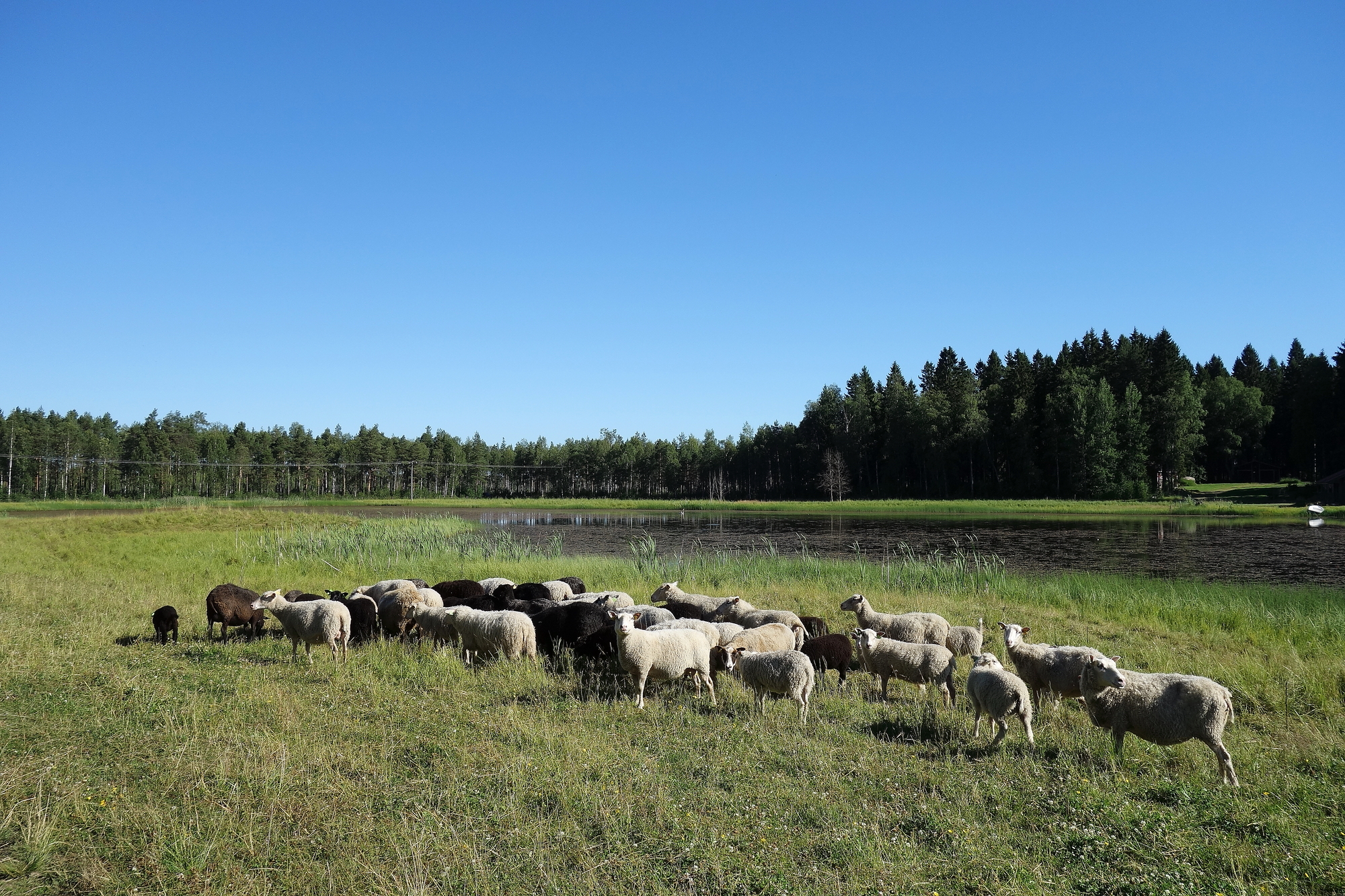 Sudet tappoivat parikymmentä eri-ikäistä lammasta Risto Ollilalta. Hän on siirtänyt koko viikon ajan loppuja lampaita turvallisempaan ympäristöön. Edes sähköaita ei pidätellyt susia.