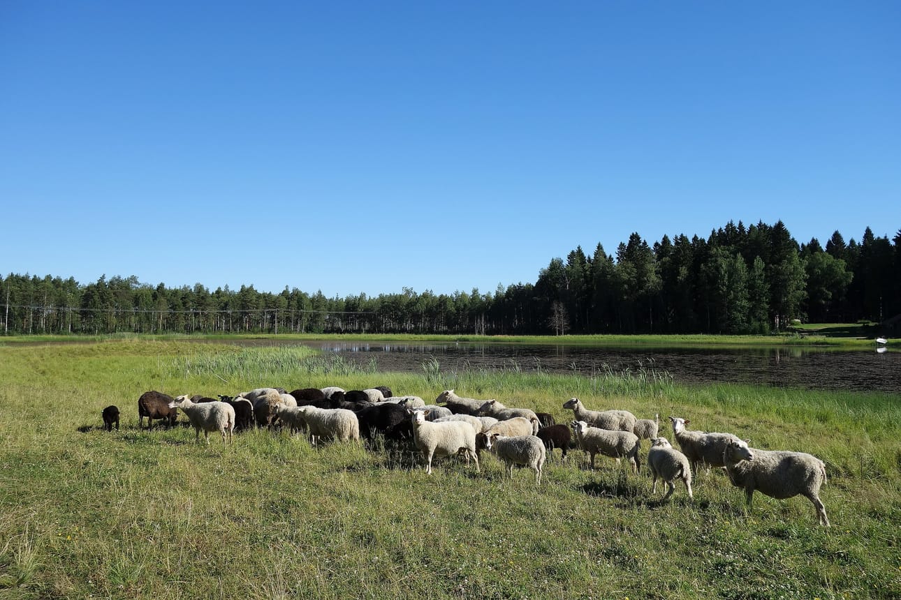 Sudet tappoivat parikymmentä eri-ikäistä lammasta Risto Ollilalta. Hän on siirtänyt koko viikon ajan loppuja lampaita turvallisempaan ympäristöön. Edes sähköaita ei pidätellyt susia.