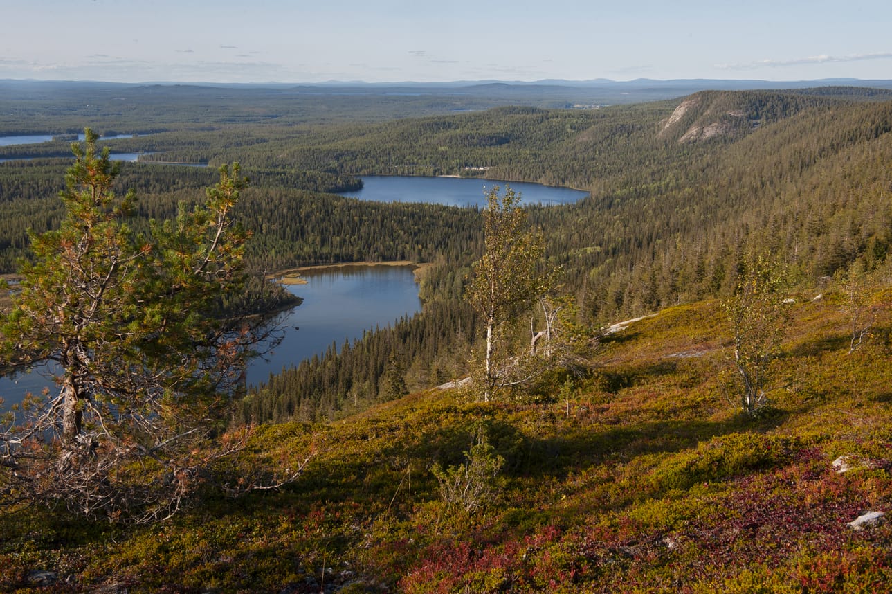 Kuvituskuva Konttaisen maisemista.