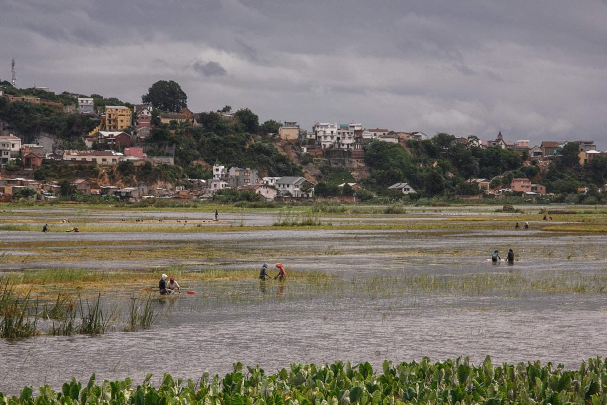 Ainakin kuusi ihmistä on kuollut ja lähes 48 000 ihmistä on joutunut pakenemaan kodistaan Madagaskarissa. Kuva Madagaskarin pääkaupunki Antananarivoln lähettyviltä riisiviljelmältä, jossa tulvi vielä tammikuun Ana-myrskyn jäljiltä. LEHTIKUVA/AFP