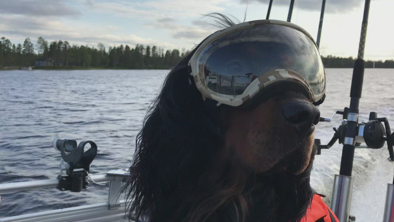 Koira kalareissulla, pitäähän suojalasit olla